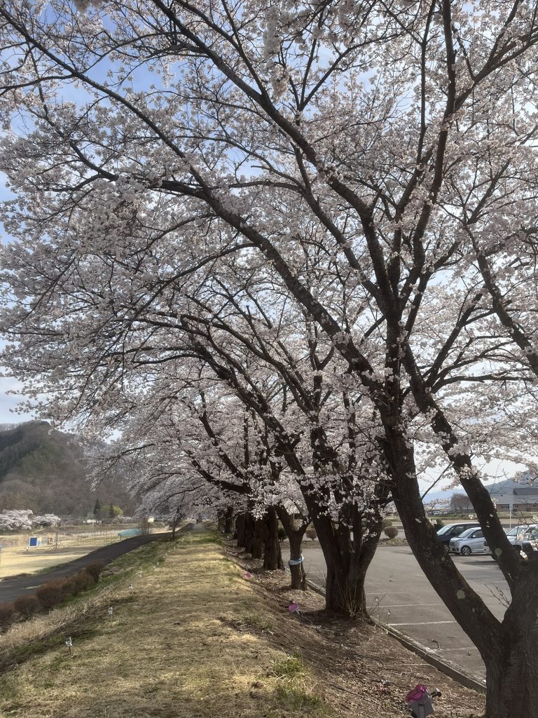 桜並木