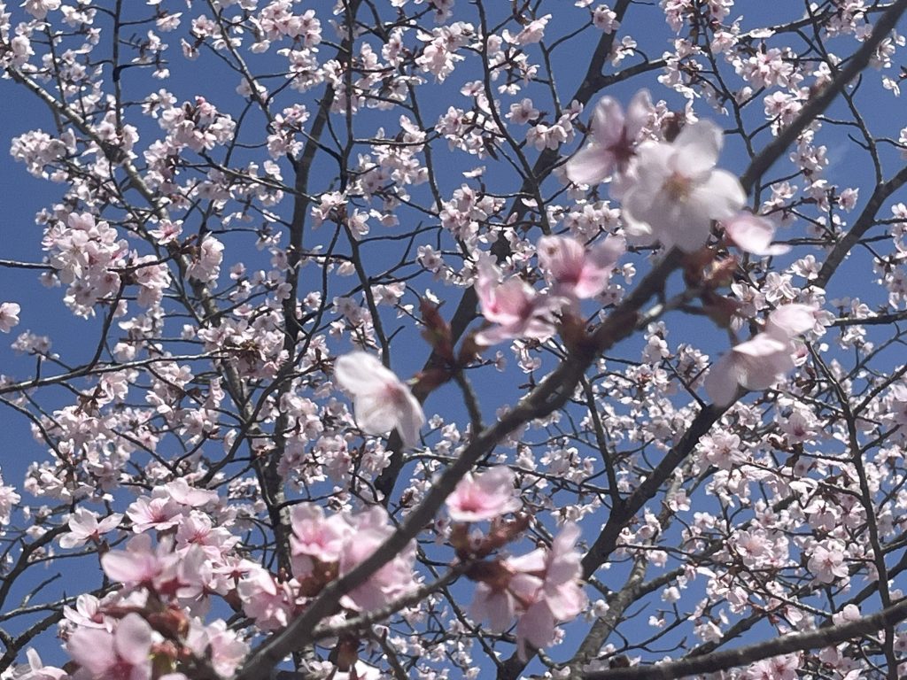 春の南会津